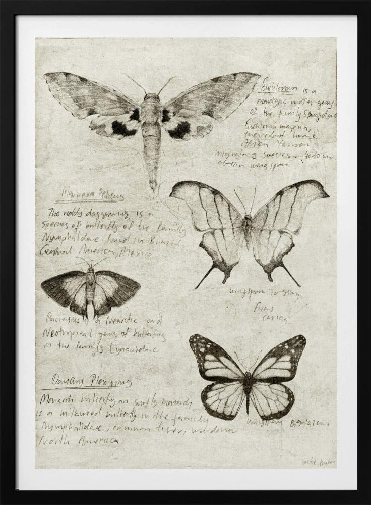Schmetterlingsillustrationen | Poster