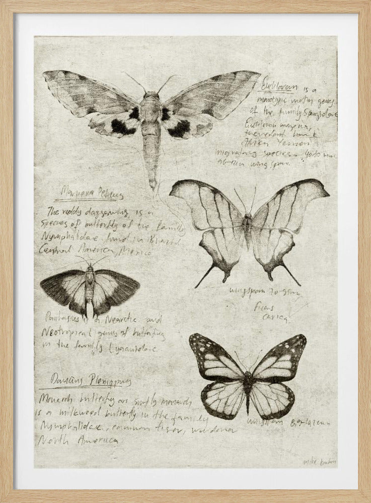 Schmetterlingsillustrationen | Poster