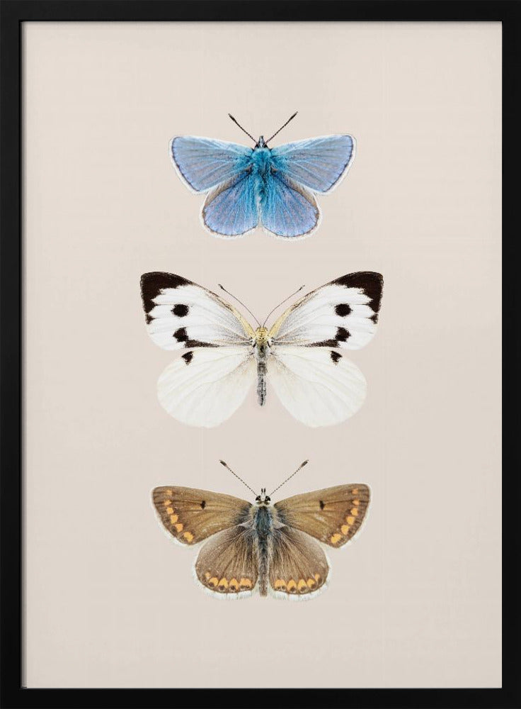 Englische Schmetterlinge 2 | Poster