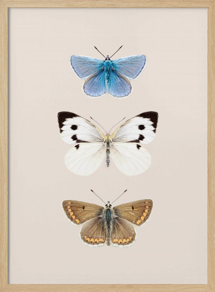 Englische Schmetterlinge 2 | Poster