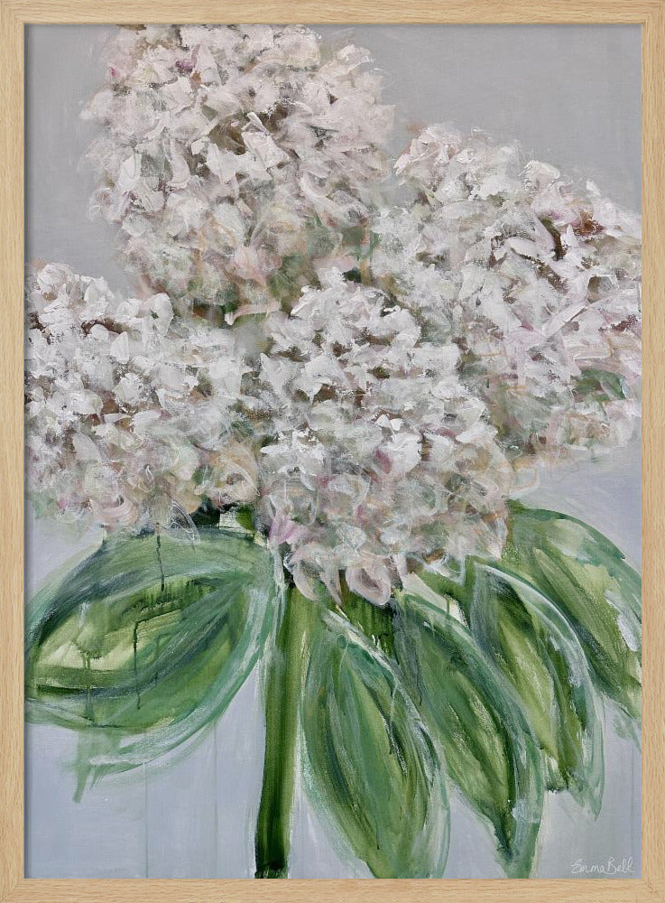 Weiße Hortensienblüte | Poster