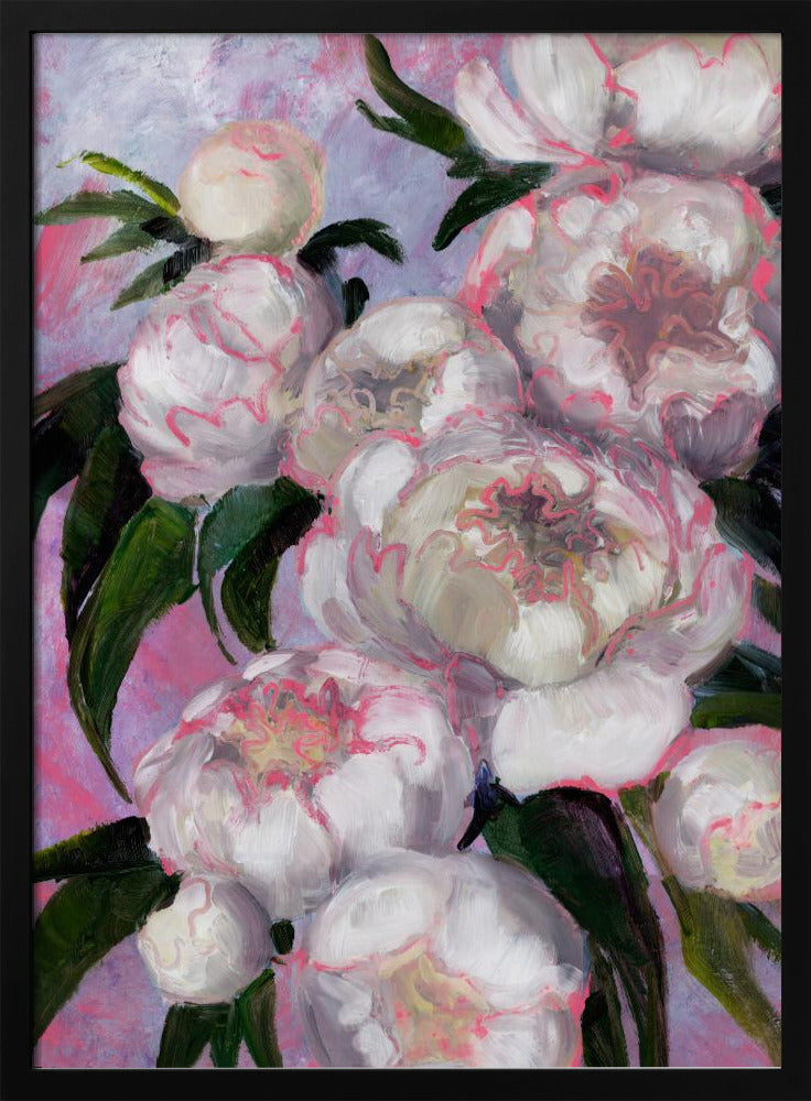 Weiße Pfingstrosen mit rosa Highlights | Poster