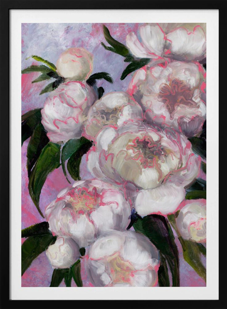 Weiße Pfingstrosen mit rosa Highlights | Poster