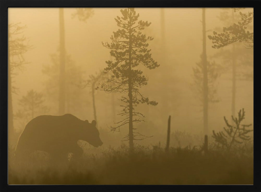 Morgennebel | Poster