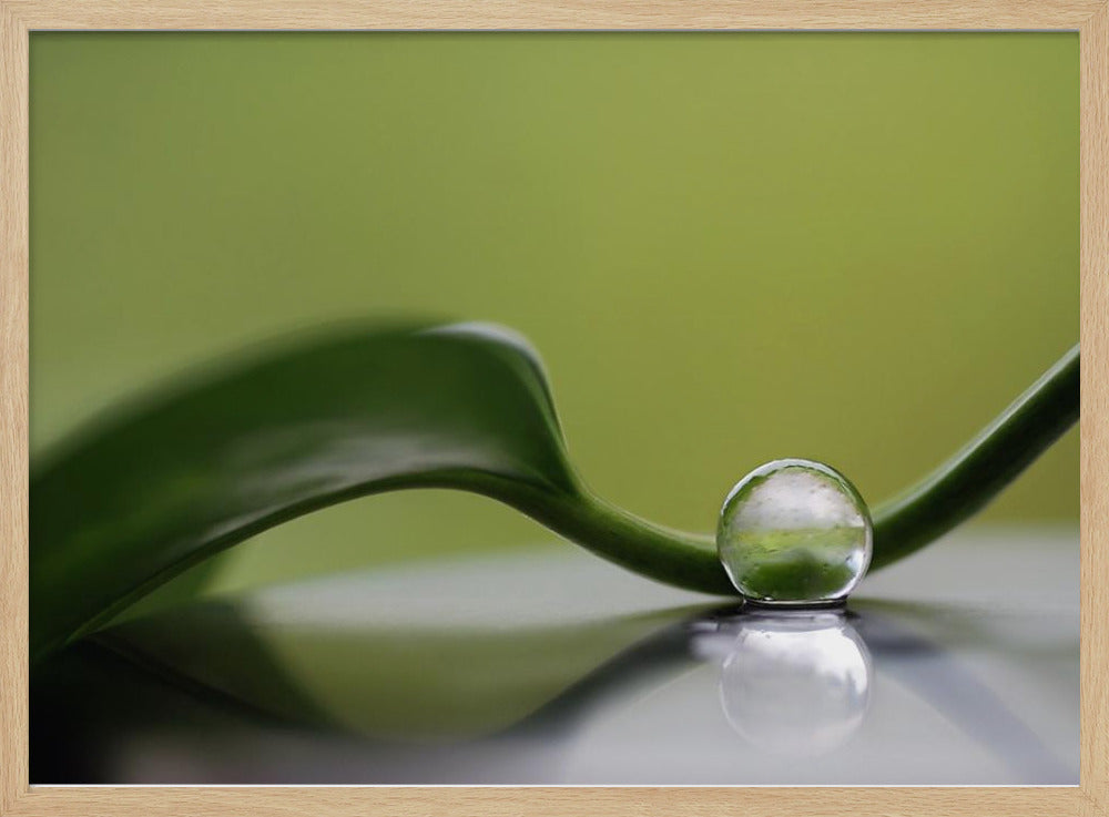 Grüne Harmonie | Poster
