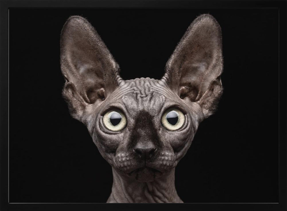 Sphynx-Katze | Poster