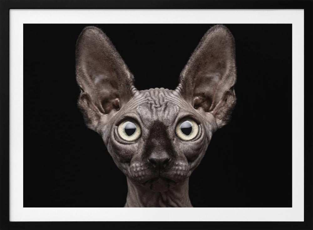 Sphynx-Katze | Poster