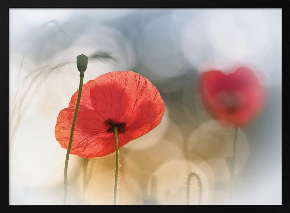 Morgenmohn | Poster