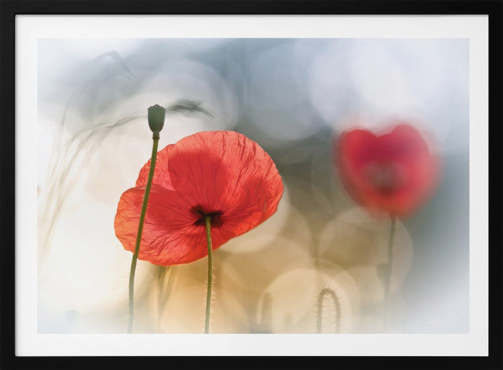 Morgenmohn | Poster