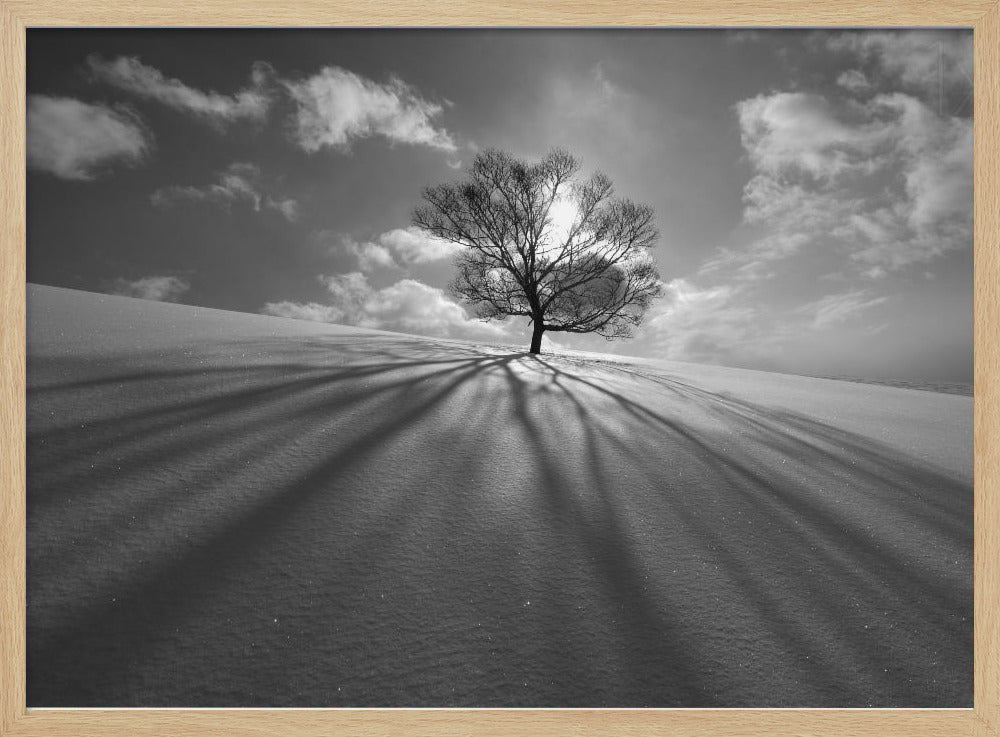 Baumschatten | Poster