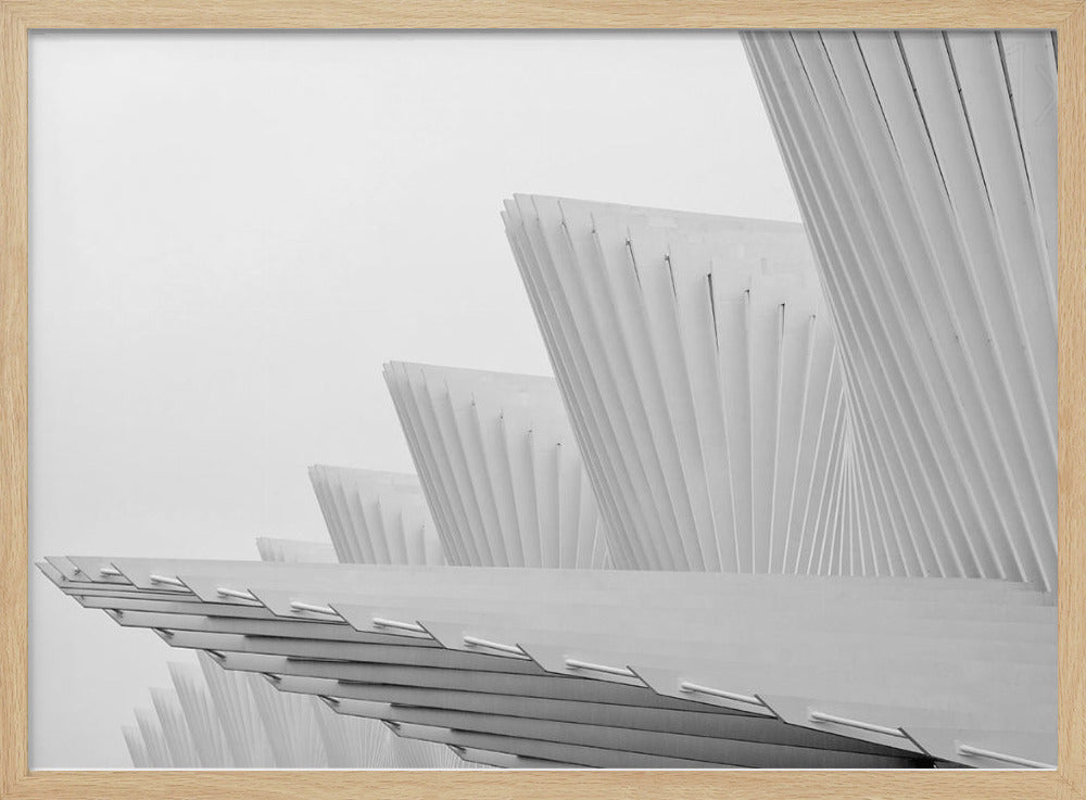 Fliege | Poster