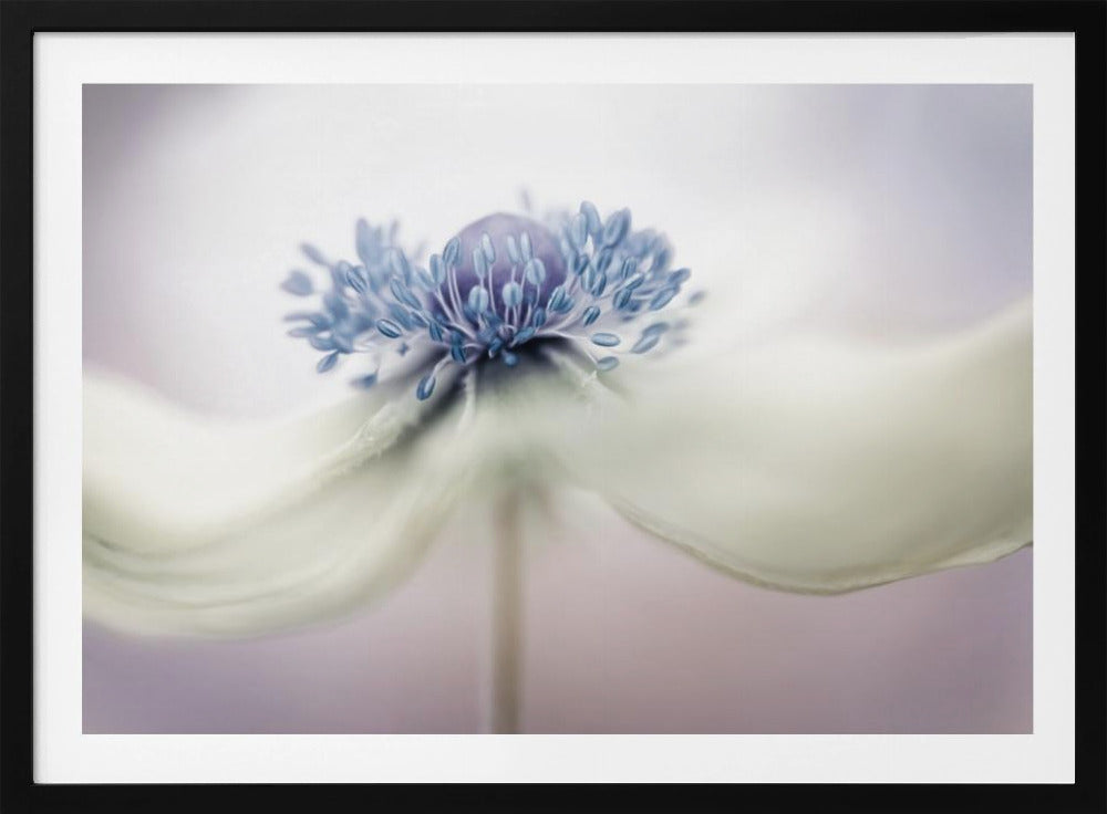 Anemone | Poster