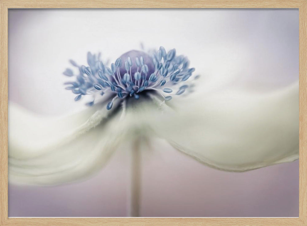 Anemone | Poster