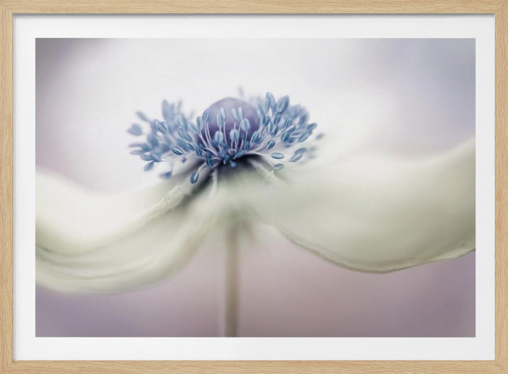 Anemone | Poster