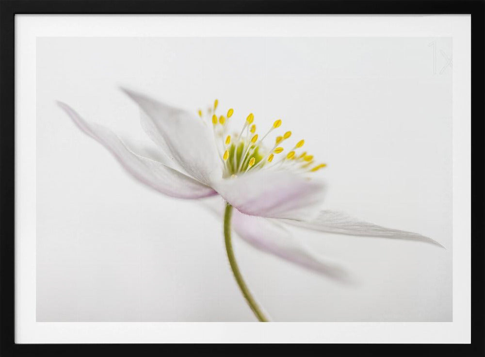 Nemorosa** | Poster