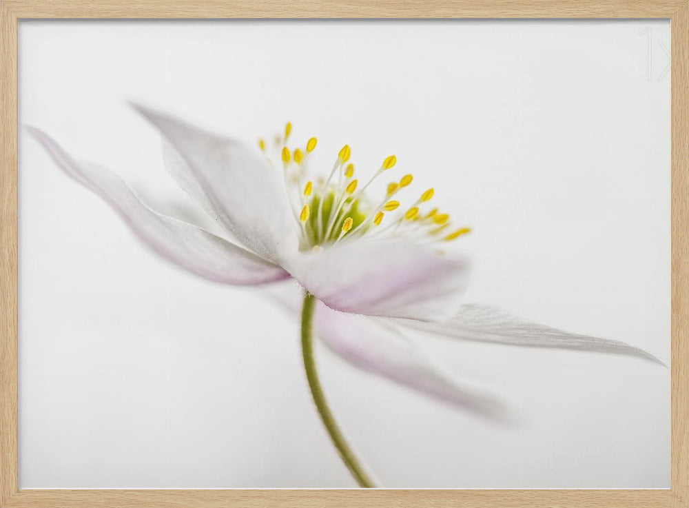 Nemorosa** | Poster