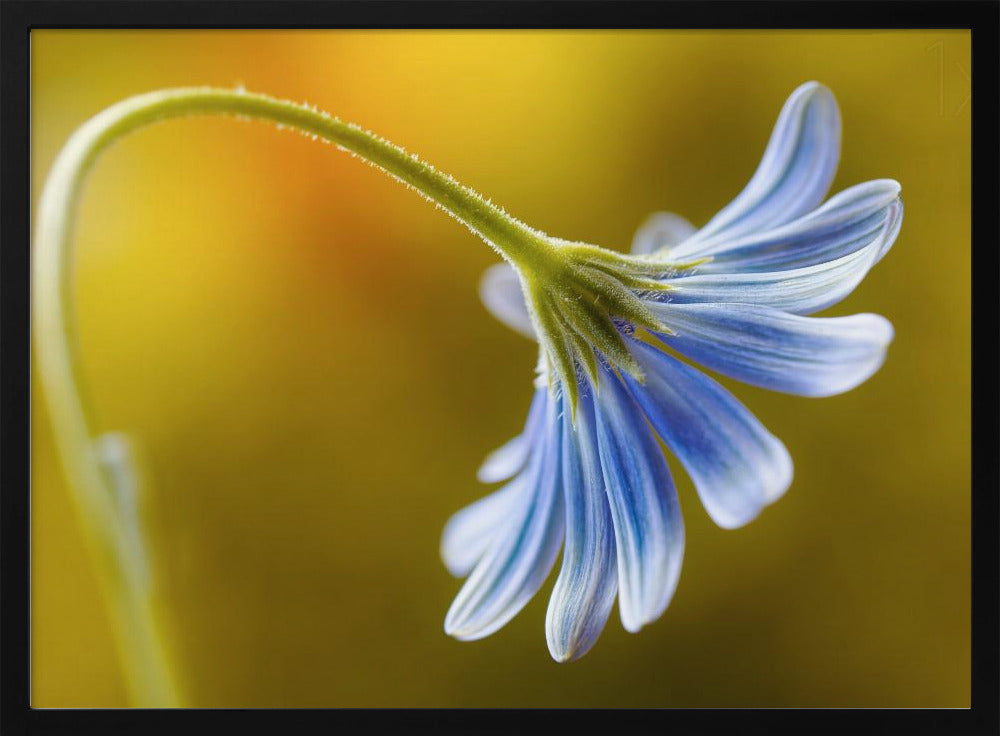 Cape Daisy | Poster