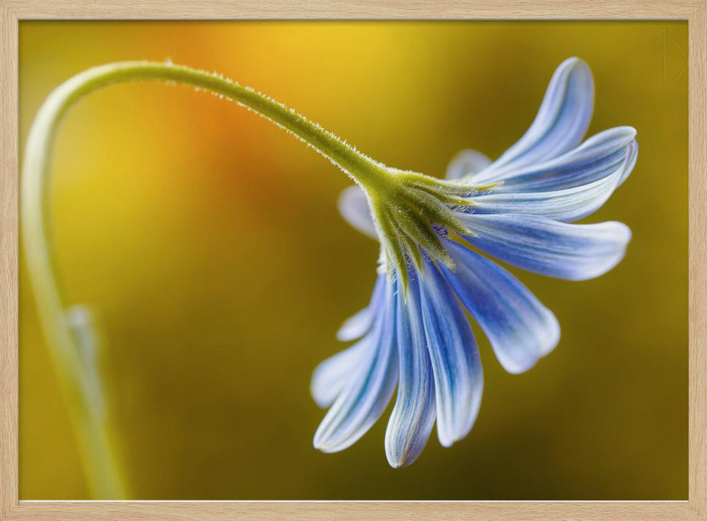 Cape Daisy | Poster