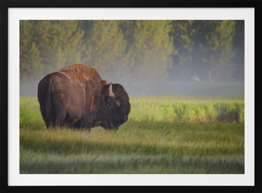 Bison im Morgenlicht | Poster
