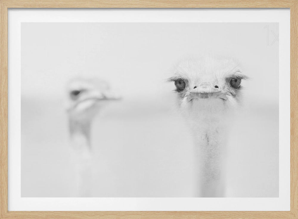 Lustiger Strauß | Poster