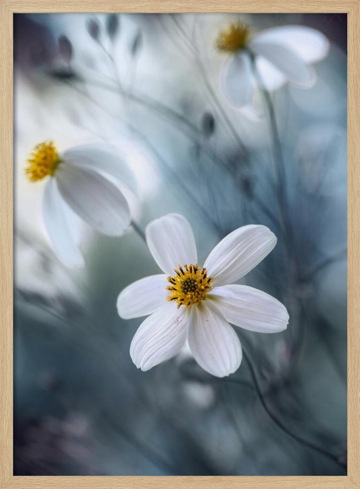 Cosmos | Poster
