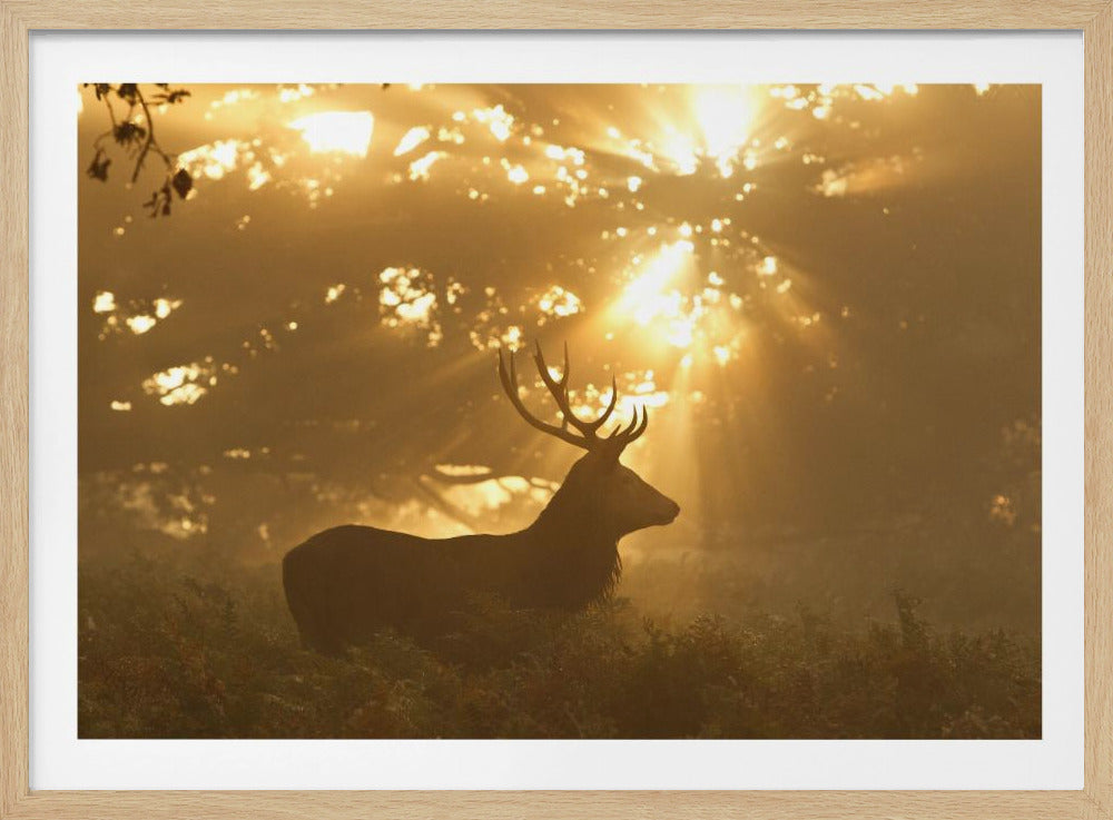 Geist des Waldes | Poster