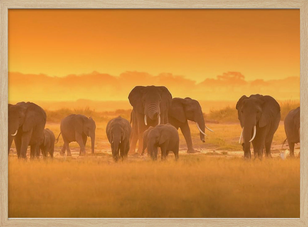 Goldenes Licht | Poster