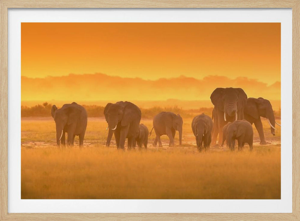 Goldenes Licht | Poster