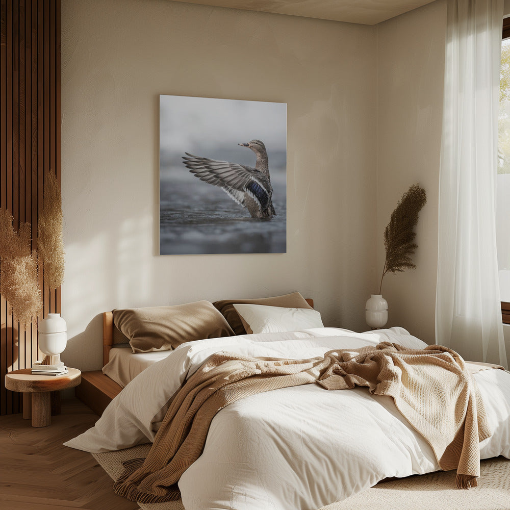 Stockentenweibchen mit ausgebreiteten Flügeln | Leinwand