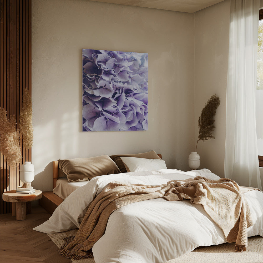 Leuchtend lila Hortensienblüten | Leinwand