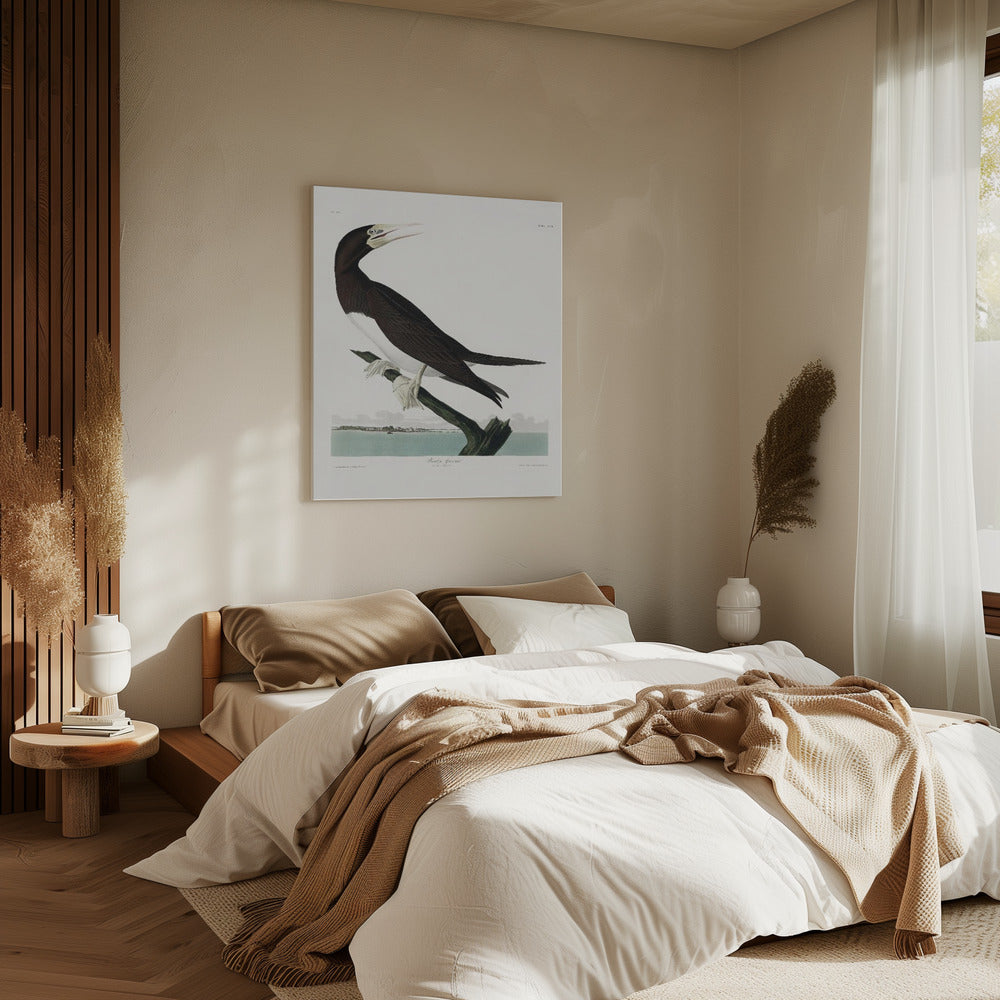 Tölpel aus Birds of America (1827) | Leinwand