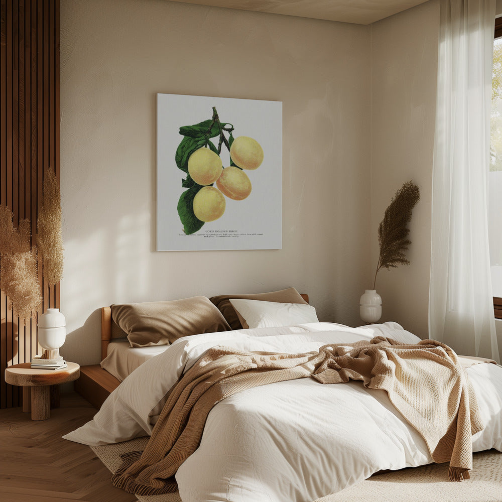 Coes Golden Drop Plum Lithografie | Leinwand
