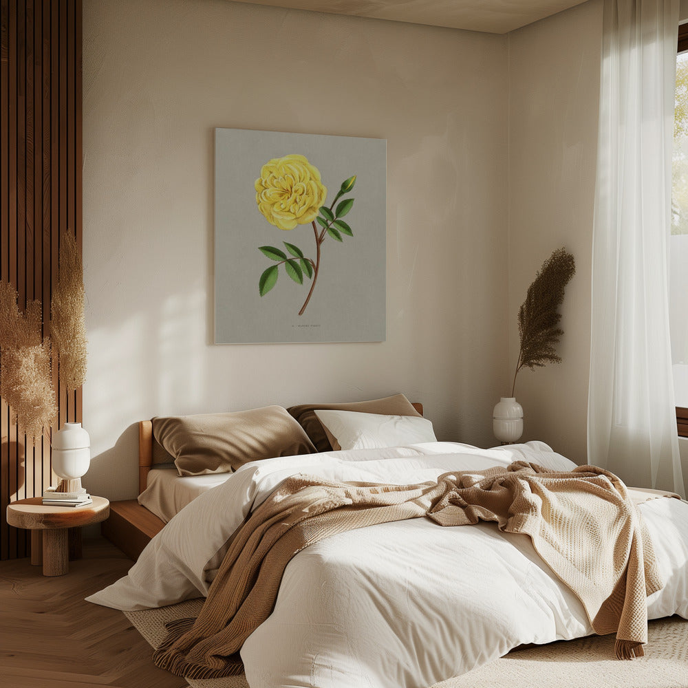 Rose Madame Falcot | Leinwand