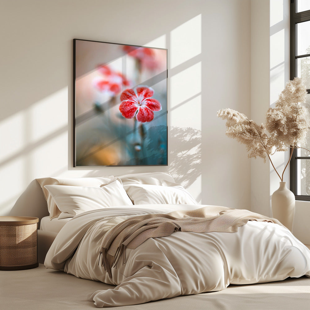 Dianthus | Poster
