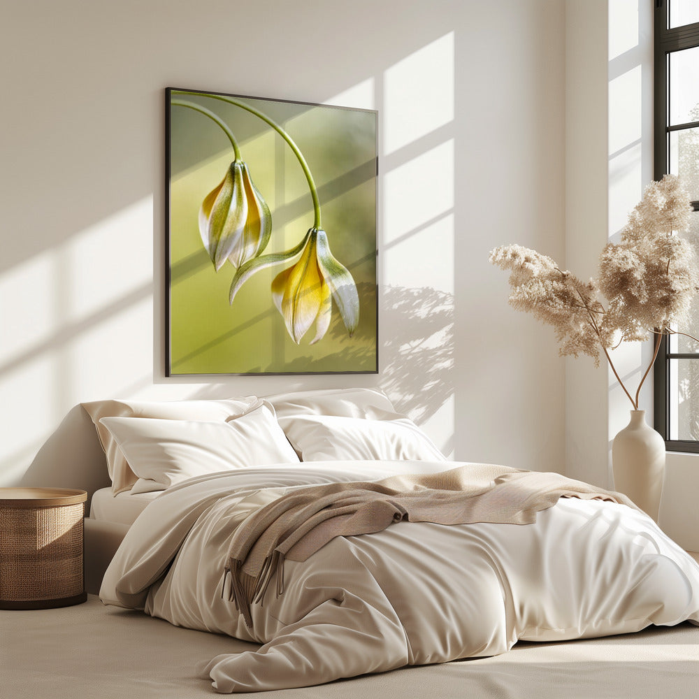 Tulipa | Poster