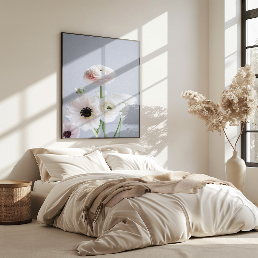 Weiße und blassrosa Ranunkelnblüten | Poster