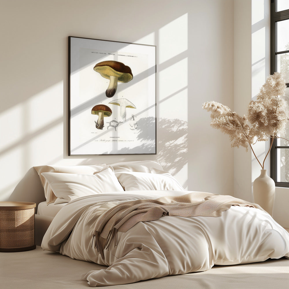 Pilz (Boletus Circinans) | Poster