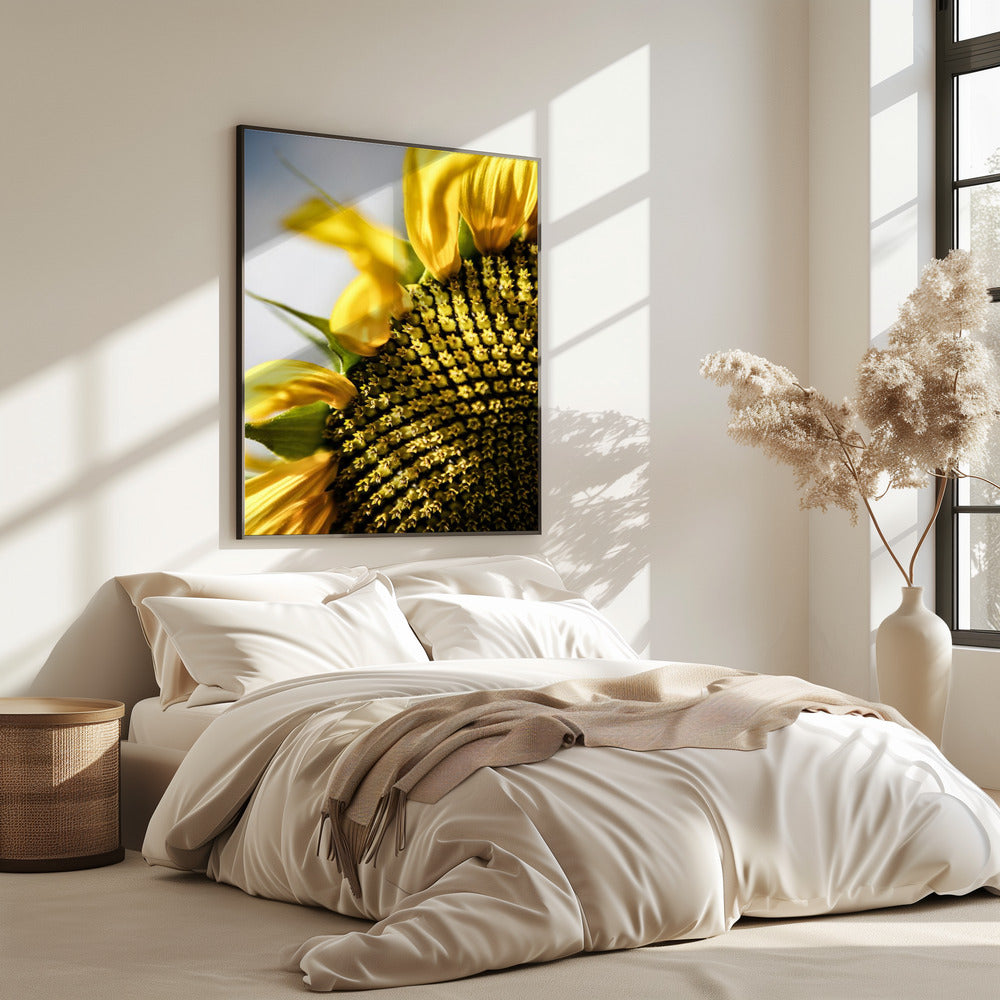 Sunflower Close Up | Poster