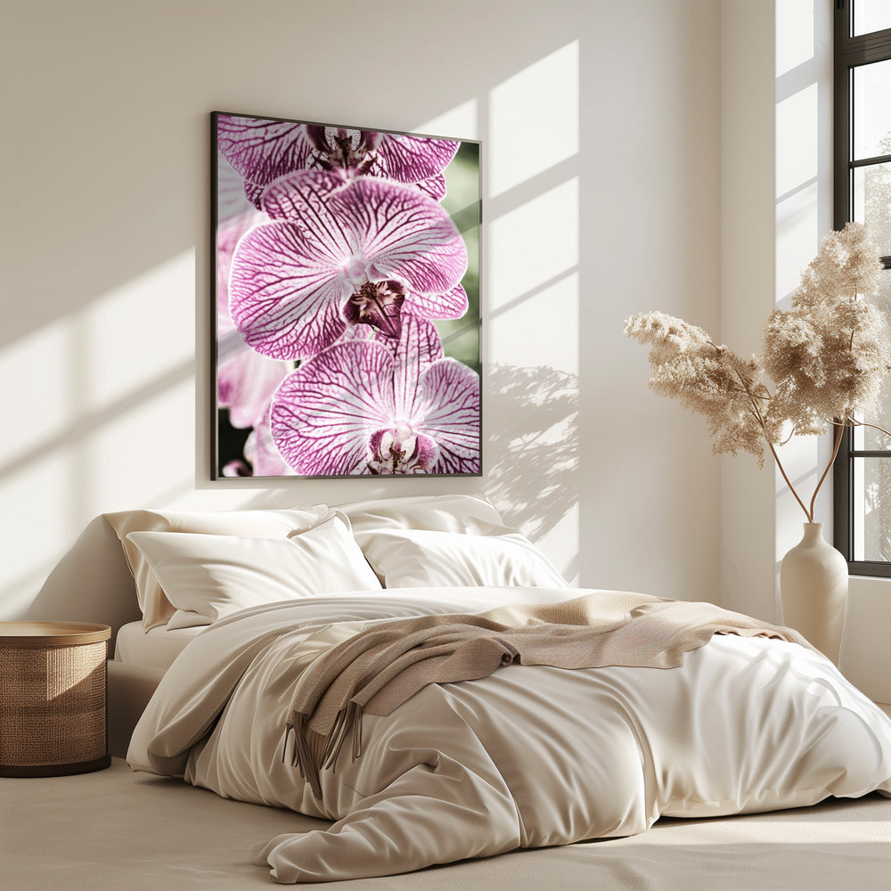 Tiger Blooms | Poster