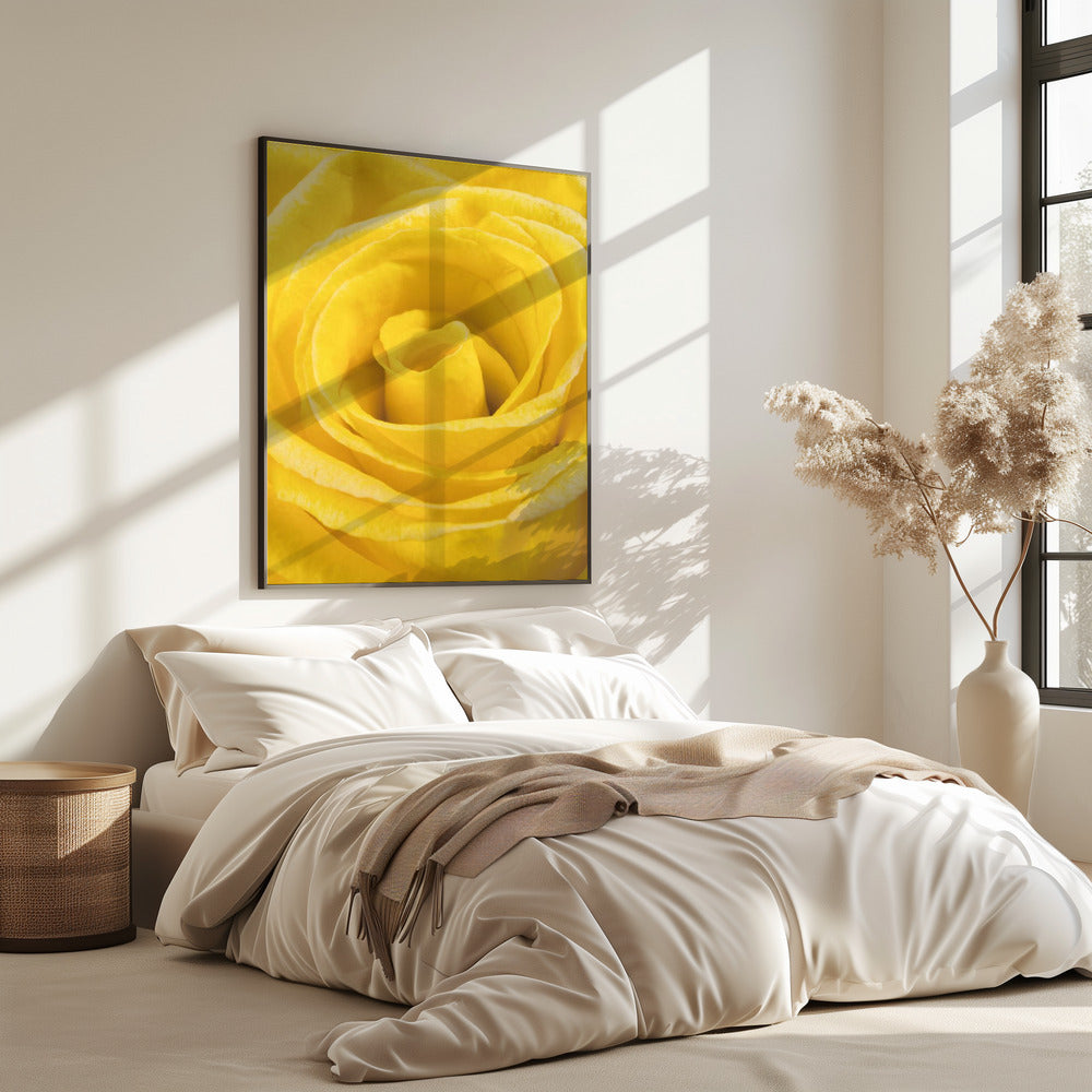 gelbe Rose | Poster