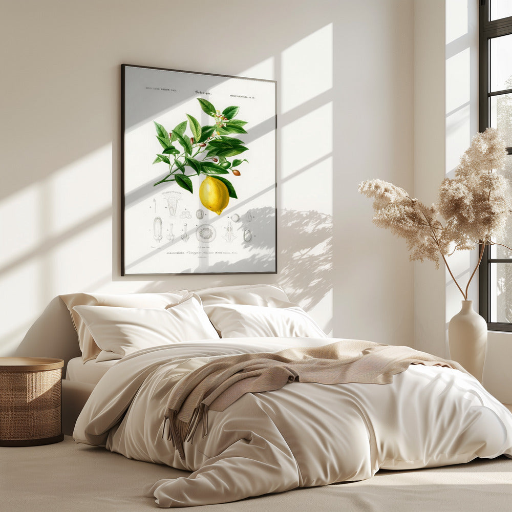 Zitrone (Citrus Limonium) | Poster