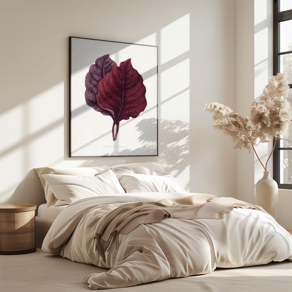 Pink Amarantus Leaf Illustration | Poster
