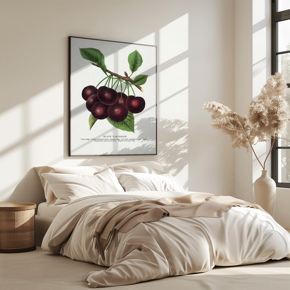 Black Tartarian Cherry Lithograph | Poster