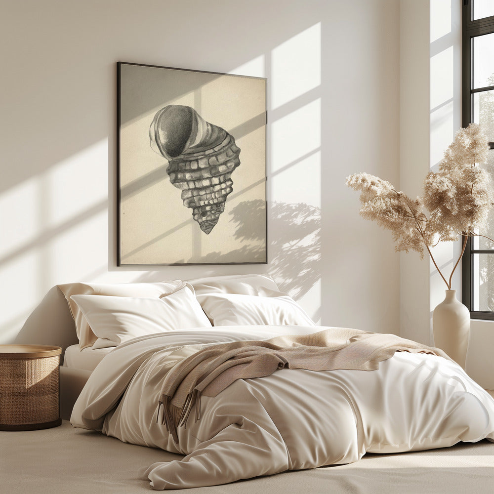Muscheln | Poster