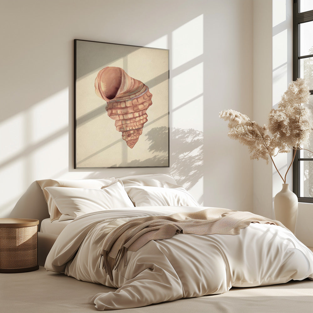 Rosa Muscheln | Poster