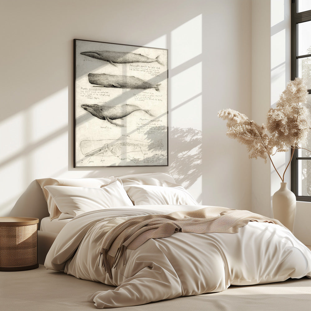 Skizzen verschiedener Wale | Poster