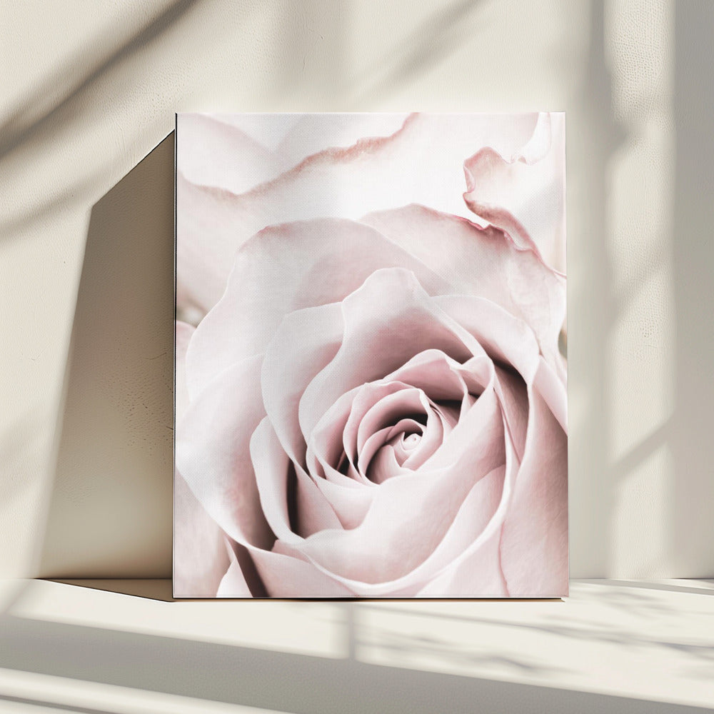 Rosa Rose Nr. 05 | Leinwand