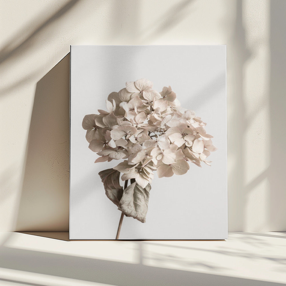 Beige getrocknete Blume | Leinwand