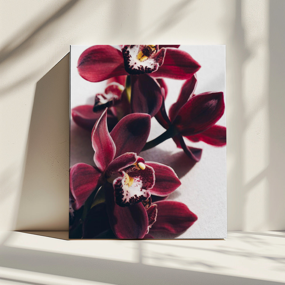 Red Orchids with Delicate Petals | Canvas