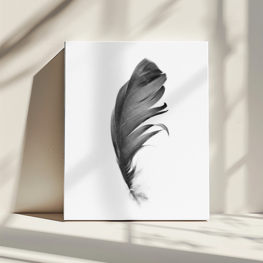 Feder | Leinwand